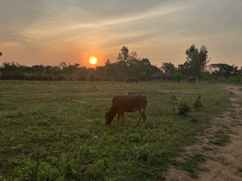 a cow grazing in a pasture while the sun is setting - isn't life extraordinary