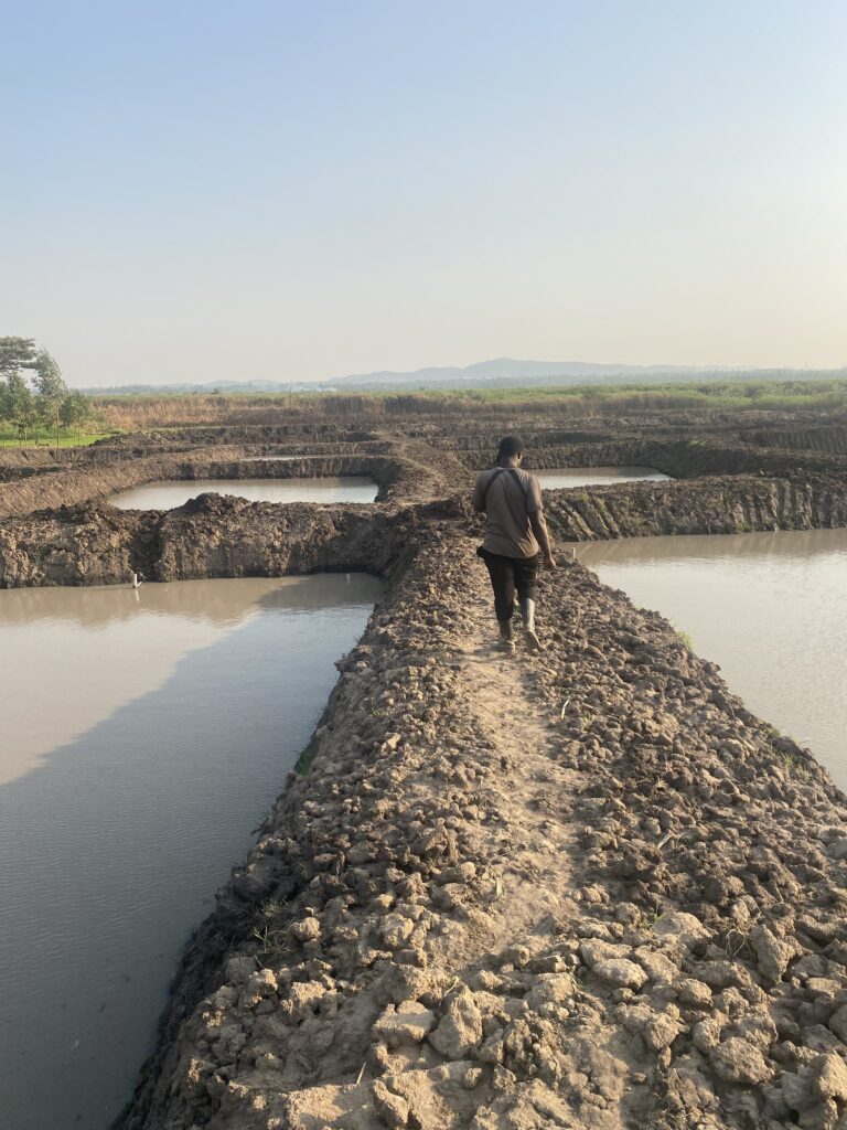 30 newly dug fish ponds