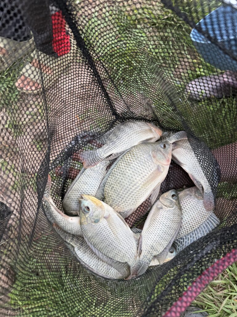 one of our first harvests from the fish farm - tilapia