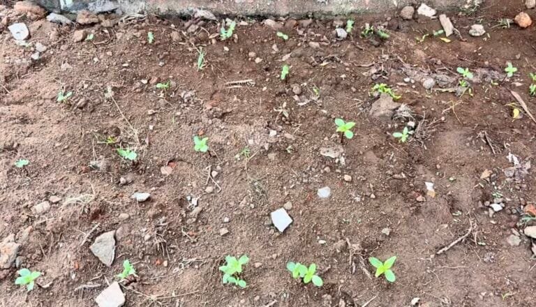 What My Garden Taught Me About Nurturing