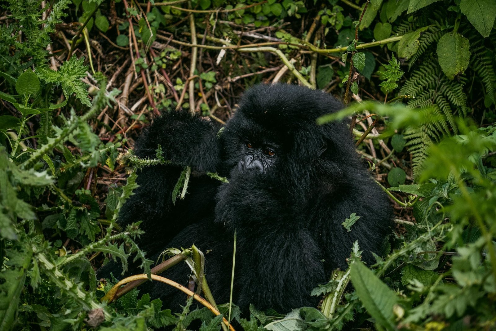 A mountain gorilla relaxing among lush greenery in its natural jungle environment.