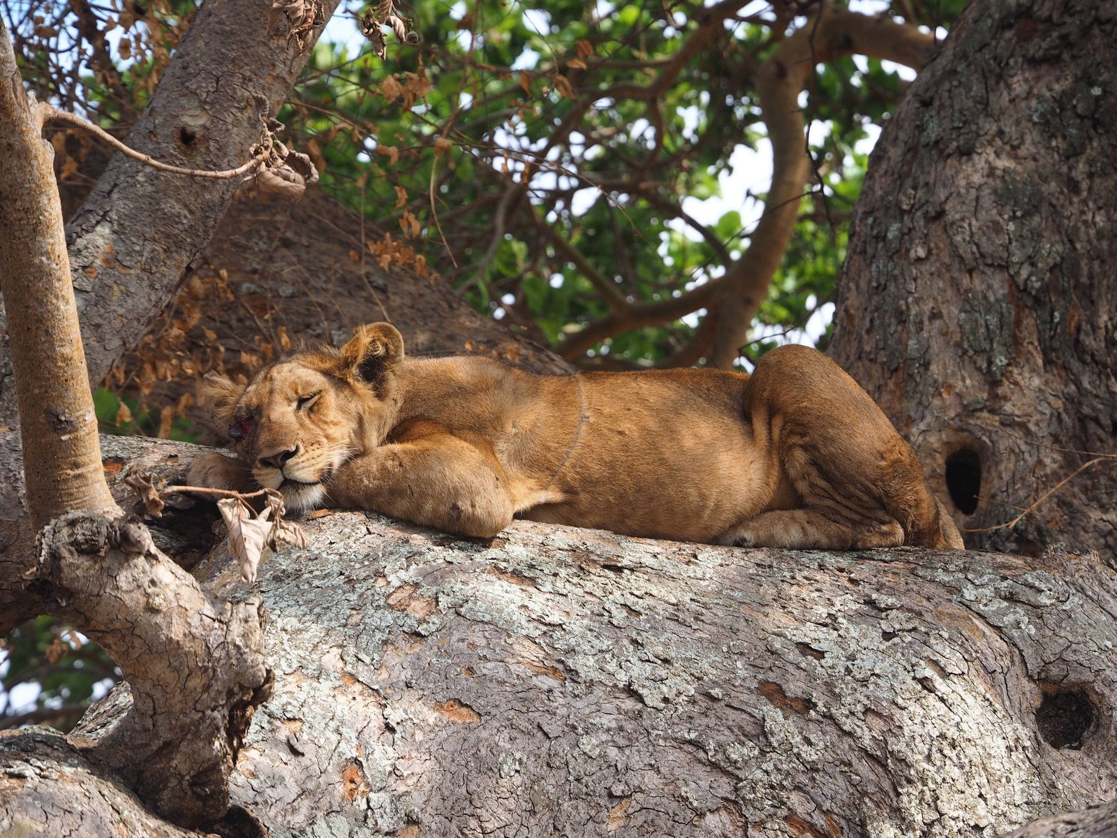 A peaceful lioness resting on a tree branch in Western Uganda's savannah.