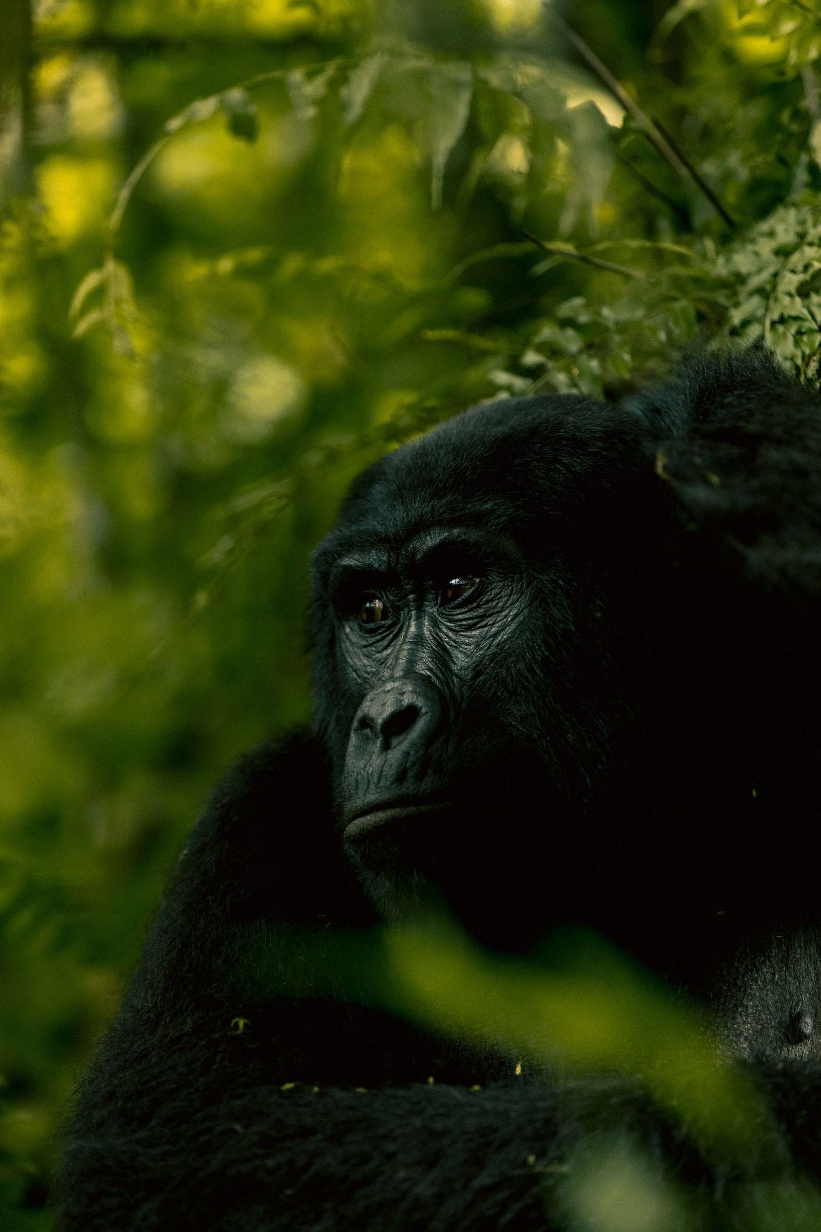 Intimate portrait of a mountain gorilla in the lush forests of Western Uganda.