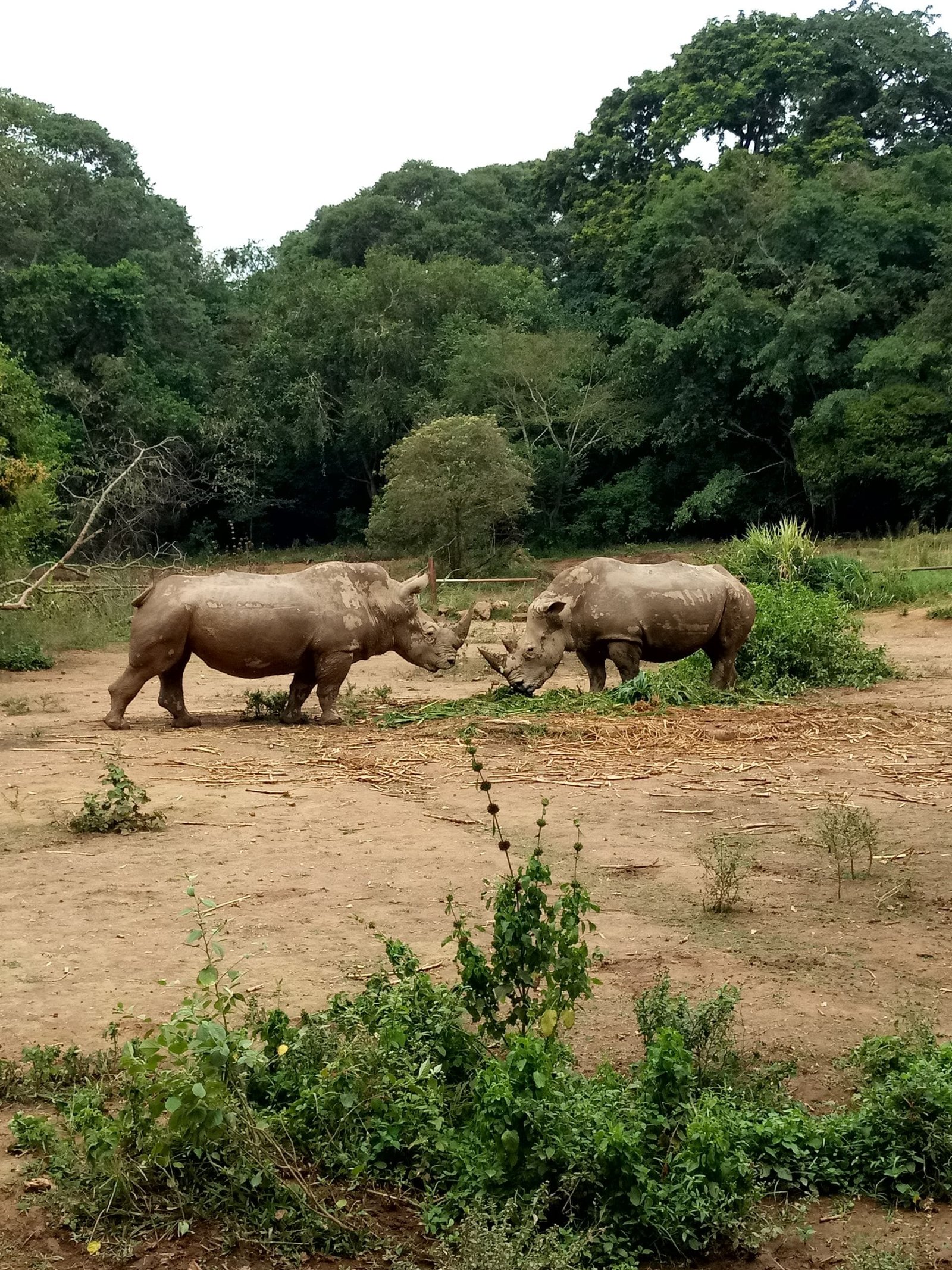 Two rhinoceroses in Uganda's lush wilderness, showcasing African wildlife.