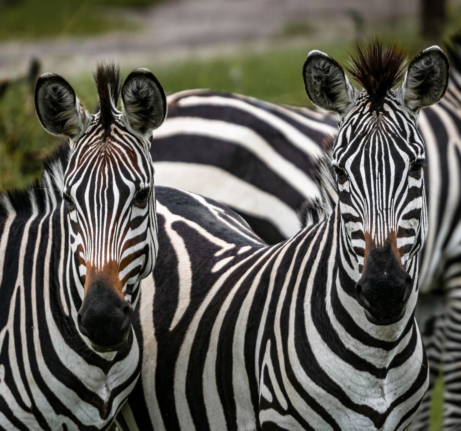 Two zebras in Uganda, showcasing their distinct black and white stripes in a natural setting.